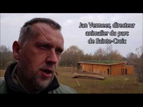 Arrivée de quatre coyotes au parc animalier de Sainte-Croix : une première en France.