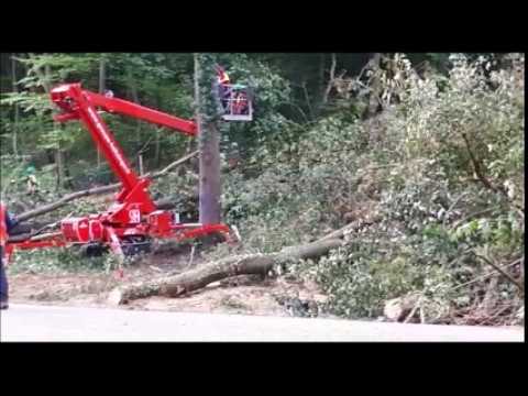 Déboisement en cours à Kolbsheim