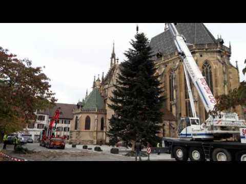 A Thann, le sapin de Noël a été installé