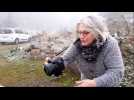 Premiers flocons sur les sommets vosgiens