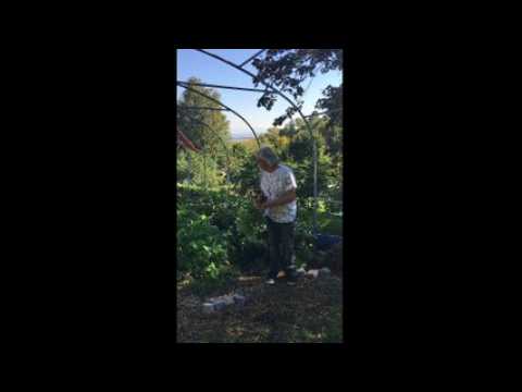 Le jardin du chef Jean-Luc Brendel, à Riquewihr