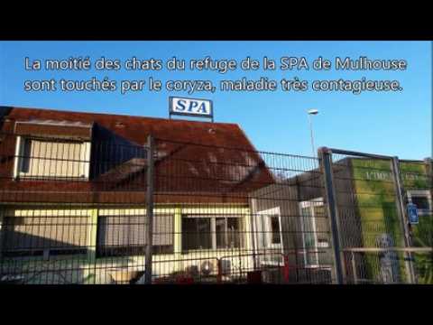 SPA de Mulhouse Haute-Alsace :  la moitié des chats contaminés par le coryza