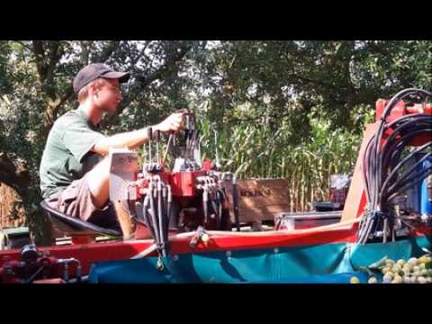 Récolte de mirabelles à Schoenenbourg