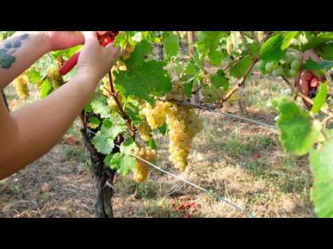 La jeunesse aux commandes des vendanges