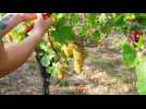 La jeunesse aux commandes des vendanges - Label : Les Dernières Nouvelles d'Alsace - Category : News