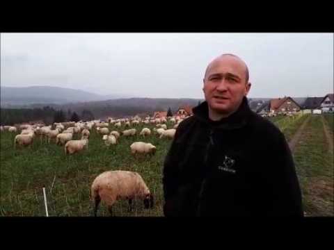 Sécheresse : trois questions à un éleveur de Preuschdorf