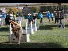 Flyball : des courses de chiens au parc du château de Saverne