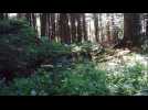 Ces jeunes renardeaux qui peuplent les for&ecirc;ts de G&eacute;rardmer - Label : Vosges Matin - Category : News