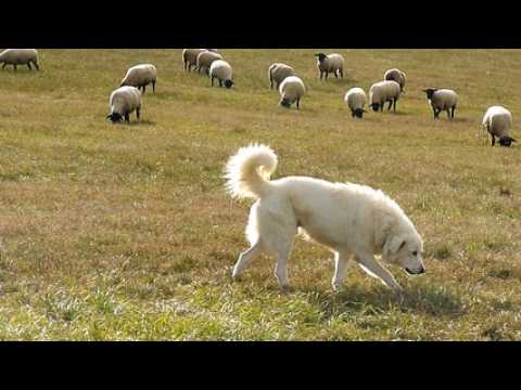Un chien patou au milieu des moutons à Houéville (88)