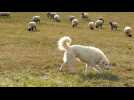Un chien patou au milieu des moutons à Houéville (88)