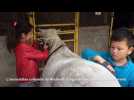 Les enfants du Rhumont s'essayent &agrave; l'&eacute;quitation - Label : Vosges Matin - Category : News