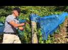 Vosges :  les vendanges vont bient&ocirc;t d&eacute;buter - Label : Vosges Matin - Category : News