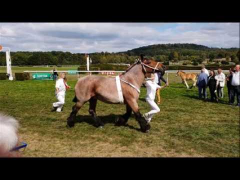 Le concours national des chevaux de trait ardennais à l'hippodrome de Vittel