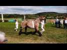 Le concours national des chevaux de trait ardennais à l'hippodrome de Vittel