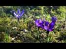 Dominique Walter - Les Vosges - Label : Vosges Matin - Category : Culture