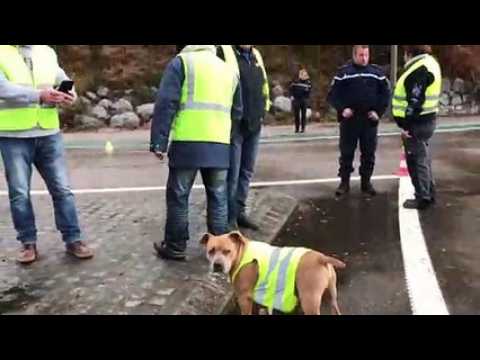 Gérardmer : Quand un chien aboie en chœur avec les gilets jaunes