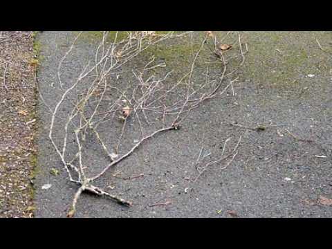 Vents violents avenue entravée à Neufchâteau