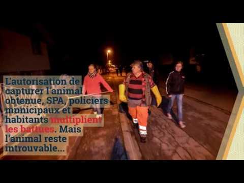 Les incroyables histoires des Vosges : la petite chouette hulotte qui attaquait les habitants de Saint-Dié