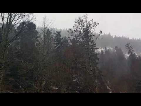 Tempête Isaias :  les sapins résistent dans le défilé de Straiture à Ban-sur-Meurthe-Clefcy dans les Vosges