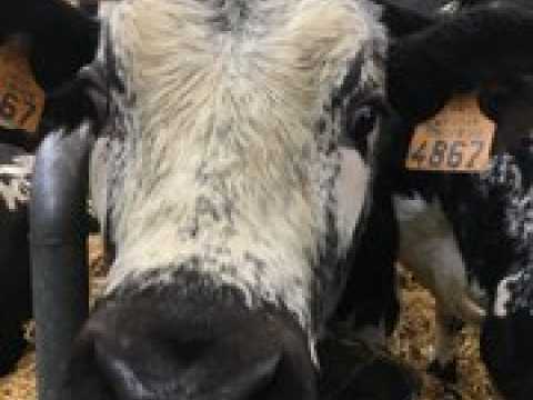 La vache vosgienne star du salon de l'agriculture 2019