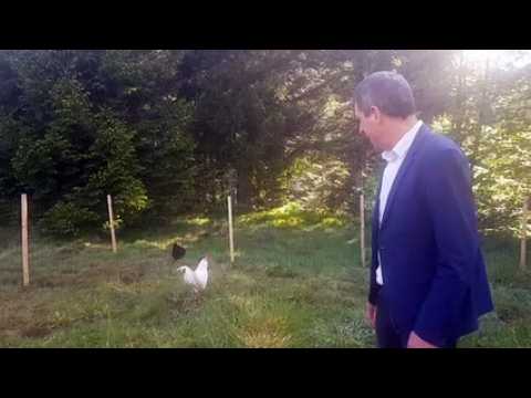 Quand le maire de Gérardmer reçoit un coq en cadeau