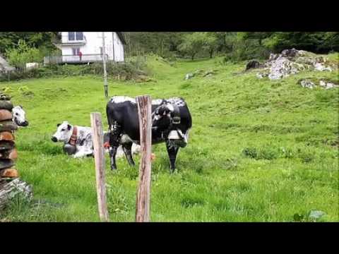 22 vaches vosgiennes se déplacent vers de plus verts pâturages à Saulxures-sur-Moselotte