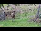 Un cerf de 4 ans récupéré par un Vosgien de Ventron