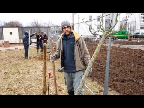 Les Croqueurs de pommes plantent un verger dans le parc Camille-See à Kellermann