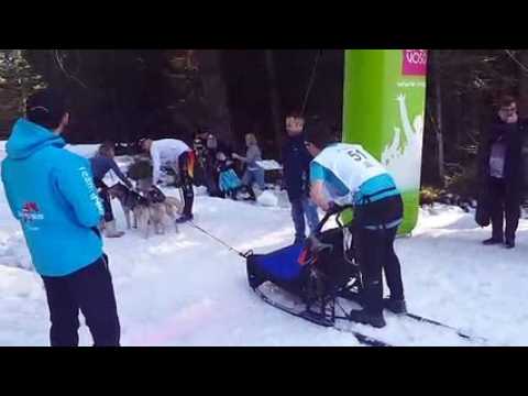 Top départ des chiens de traîneau à La Bresse-Lispach