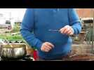 Michel Huin r&eacute;alise une greffe sur un prunier - Label : Vosges Matin - Category : News