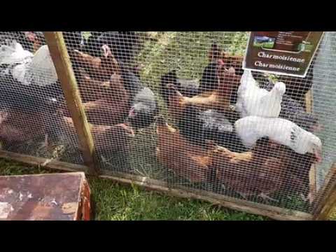 Les stands de poules à la foire de Padoux