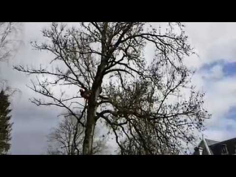 Abattage d'arbres dans le parc thermal de Contrexéville ce mardi 26 mars