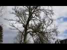 Abattage d'arbres dans le parc thermal de Contrexéville ce mardi 26 mars