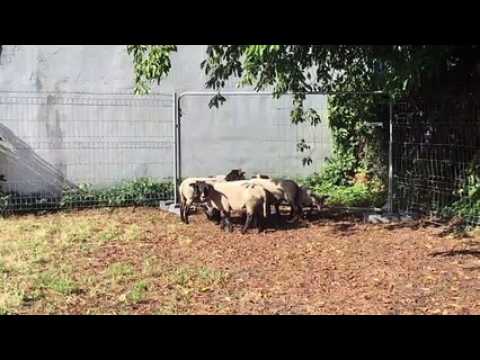 Lancement du premier éco-pâturage de la Ville de Strasbourg