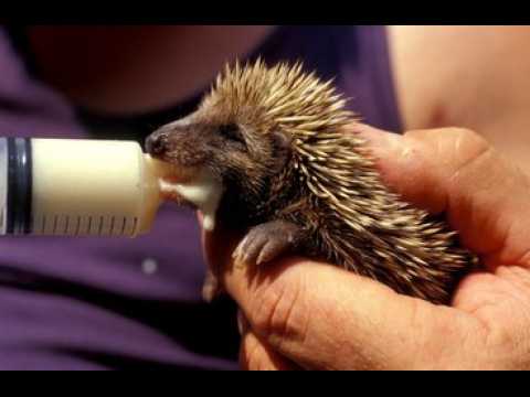 Gorna : les animaux sauvages victimes de la canicule