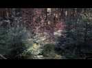 Andr&eacute; schlussel et le vieux sapin - Label : Les Dernières Nouvelles d'Alsace - Category : News