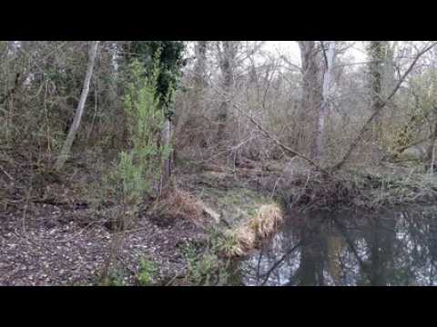 Sortie Nature à Erstein  :  les voix de la forêt