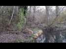 Sortie Nature &agrave; Erstein  :  les voix de la for&ecirc;t - Label : Les Dernières Nouvelles d'Alsace - Category : News