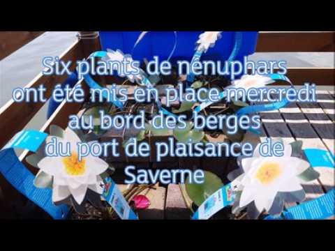 Six plants de nénuphars ont été mis en place le long des berges du port de plaisance de Saverne