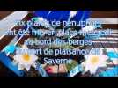 Six plants de nénuphars ont été mis en place le long des berges du port de plaisance de Saverne