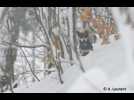 Le spécialiste alsacien du loup et du lynx, Alain Laurent, de l'Observatoire des Carnivores Sauvages, évoque la situation du loup dans le massif des Vosges et le Jura alsacien.