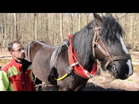 Opération de débardage à Balbronn
