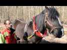 Op&eacute;ration de d&eacute;bardage &agrave; Balbronn - Label : Les Dernières Nouvelles d'Alsace - Category : Animaux