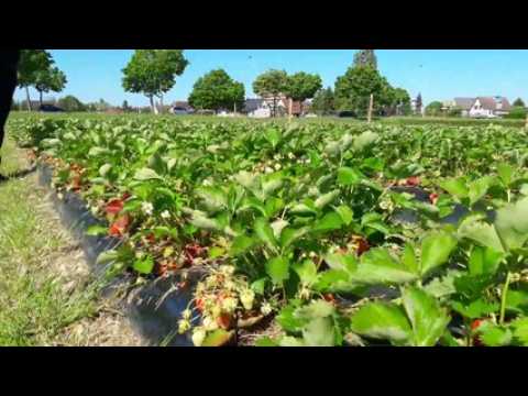 Cueillette de fraises à Saint-Louis: "c'est pour ma fille que je l'ai fait"