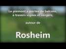 DNA - Le pi&eacute;mont &agrave; port&eacute;e de balcons, &agrave; travers vignes et vergers, autour de Rosheim - Label : Les Dernières Nouvelles d'Alsace - Category : News