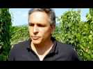 DNA - Frédéric Schwaerzler, conseiller viticole à la chambre d’agriculture d’Alsace, fait le point sur l'état d'avancement des vignes en Alsace