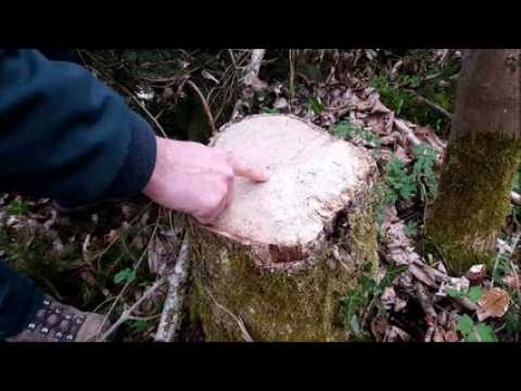 DNA - Hirtzbach / Patrimoine forestier : une gestion appelée à évoluer