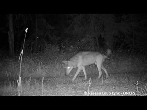 Un loup filmé près de Chaux-Neuve dans le Haut-Doubs
