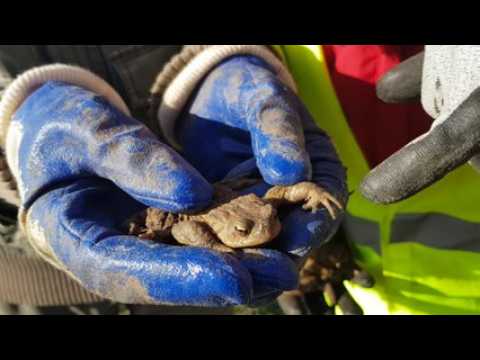 Neuwiller-lès-Saverne : les crapauds sauvés par des habitants