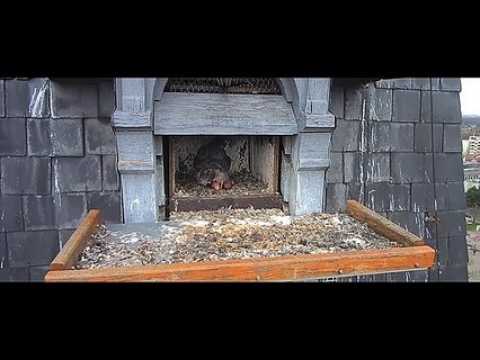 DNA - Compilation Faucons Pèlerins d'Illkirch-Graffenstaden